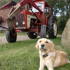 International Harvester b 434