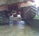 Terra Gator      2505 fuldblods