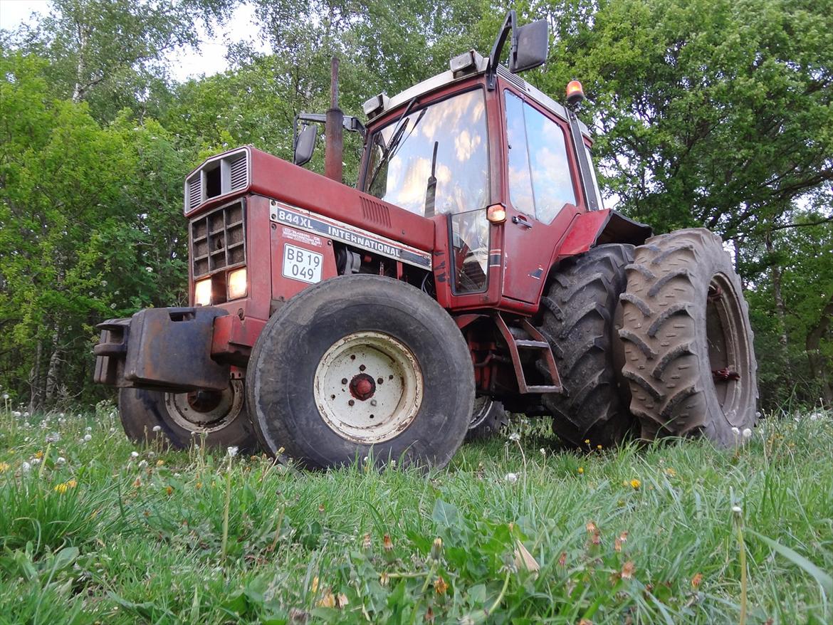 International Harvester 844xl - Stolt og flot, nyvasket for første gang i mange år billede 1