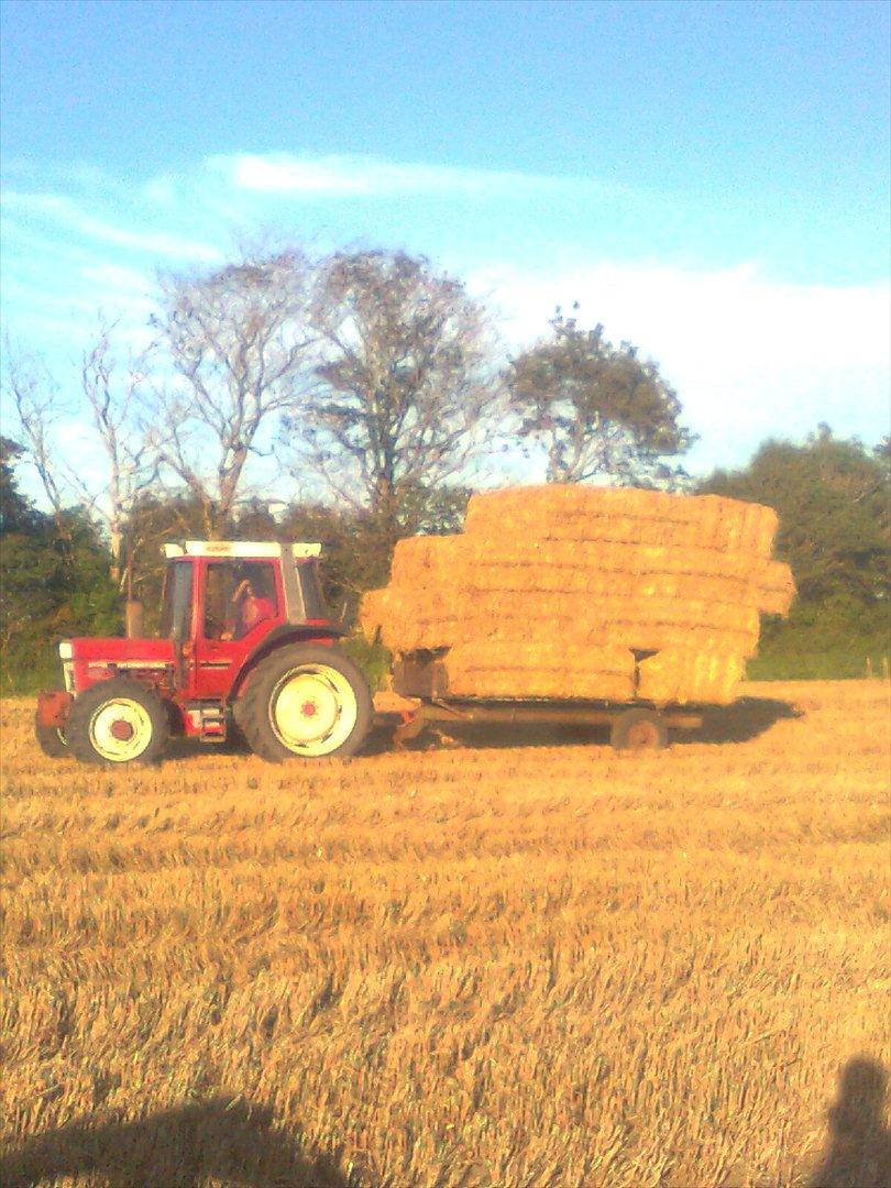 International Harvester 885 XL - En fantastisk sommeraften hvor vi kørte halm ind billede 4