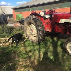 International Harvester 434