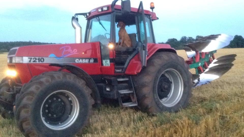 Case IH Magnum 7210 PRO - Ude og pløje med en 4 furet Kverneland billede 19