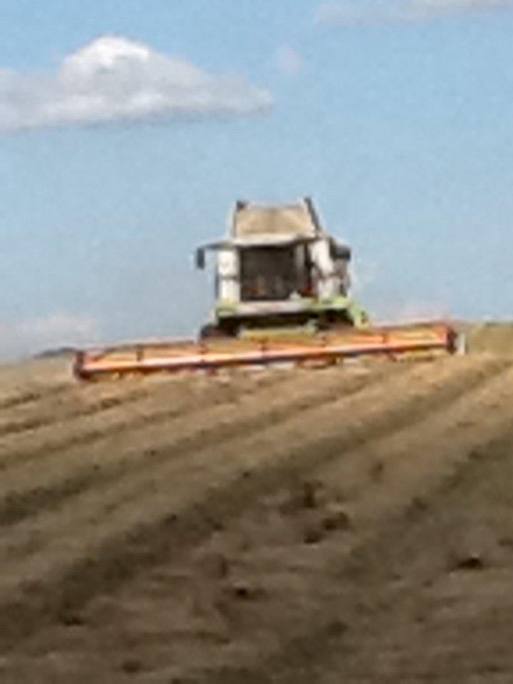 Fendt 933 - da vi høstede frøgræs billede 21