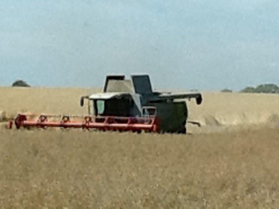 Fendt 933 - vi høstede rabs billede 22