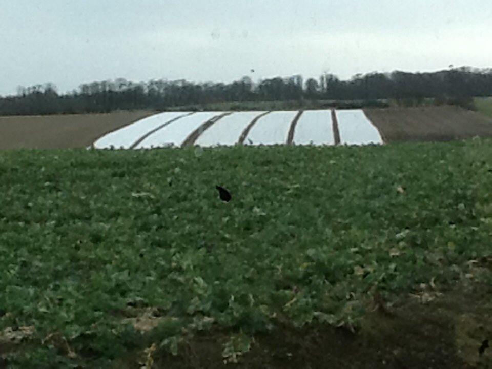 Fendt 933 - vi har lige lagt kartofler billede 41