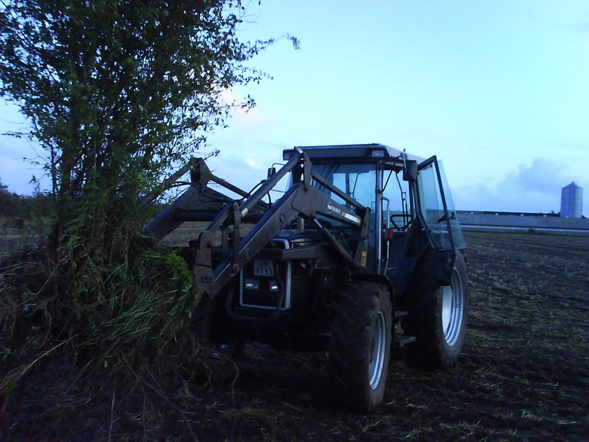 Massey Ferguson 3070 - Graver træer op billede 2