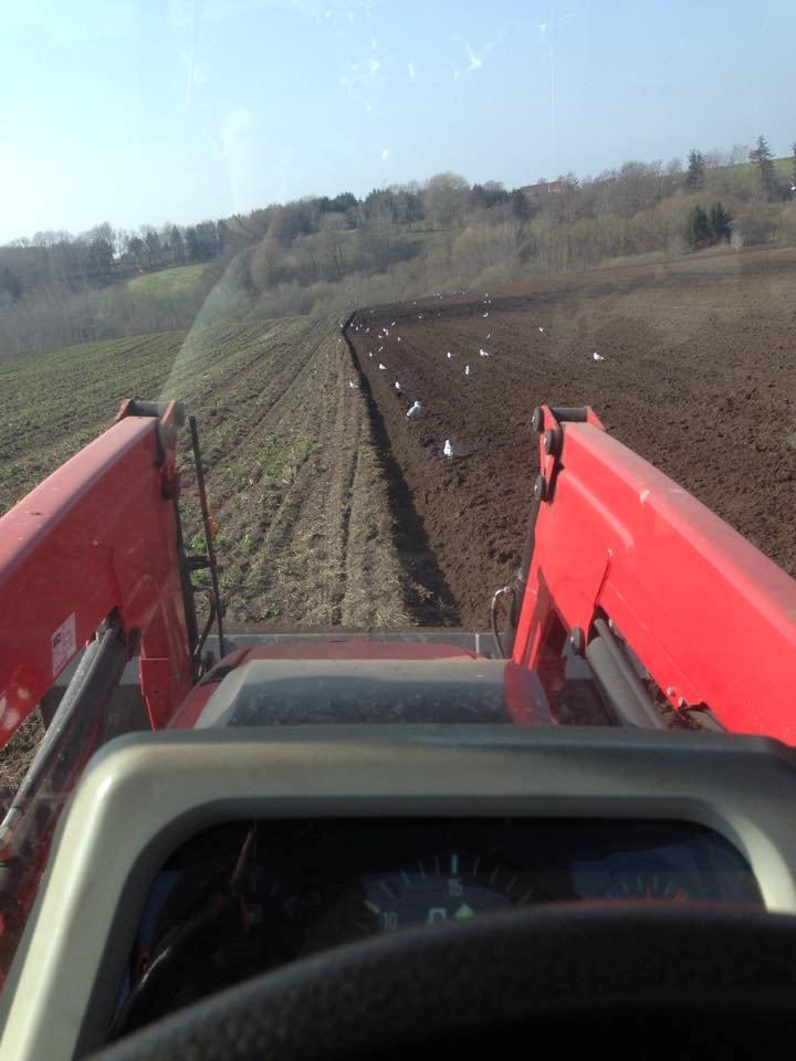 Massey Ferguson 5460 billede 6