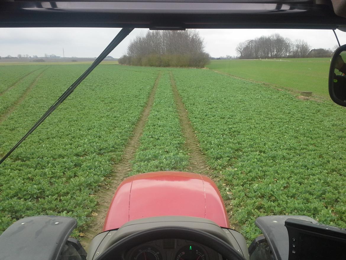 Case IH Maxxum MXU 135 Pro - Rapsen får en gang vækstregulering billede 25