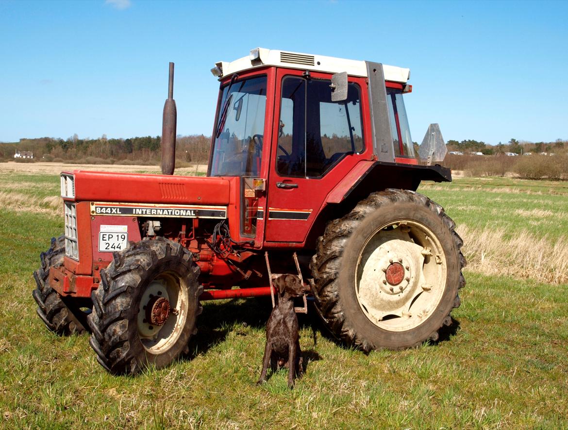 International Harvester 844XL billede 19