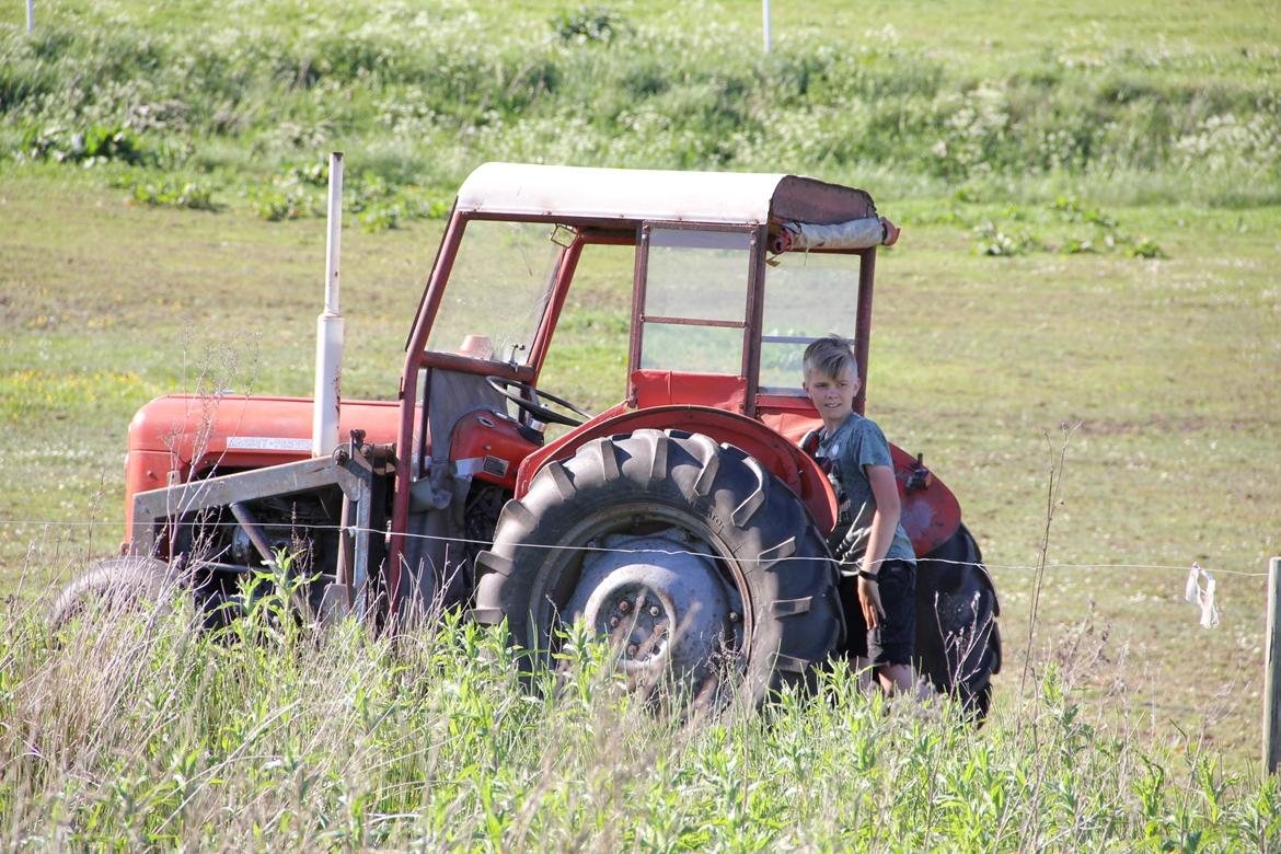 Massey Ferguson MF35 billede 6