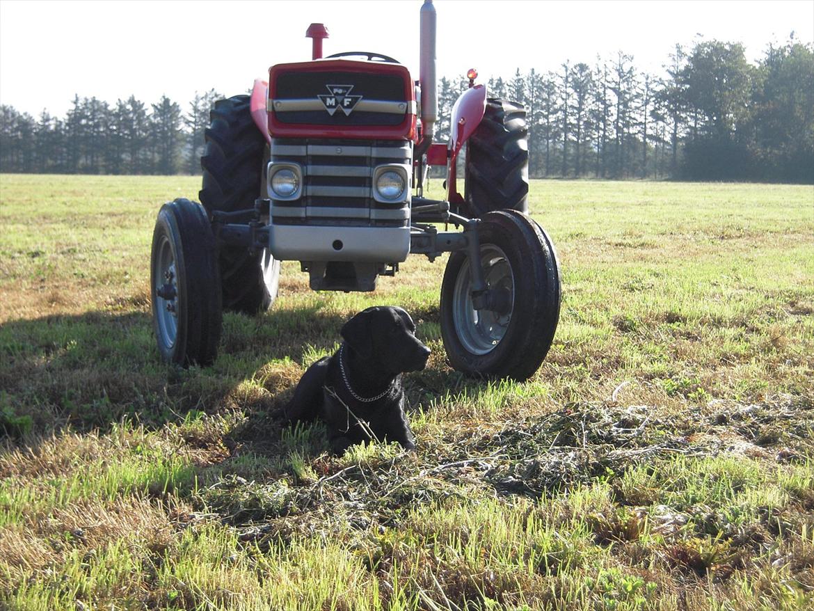 Massey Ferguson 135 billede 5