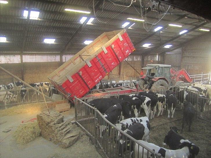 Massey Ferguson 4255 - Ind-snegning af korn til valse billede 6