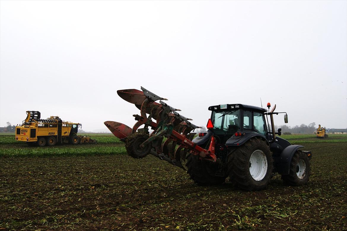 Valtra T150 - Pløjning af roejorden til vårbyg. :) billede 2