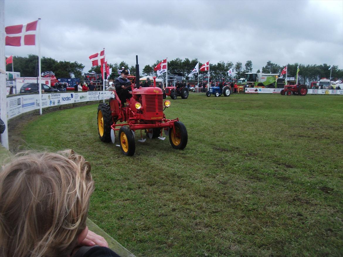 Massey Harris Pony 812 - Til dyreskue billede 11