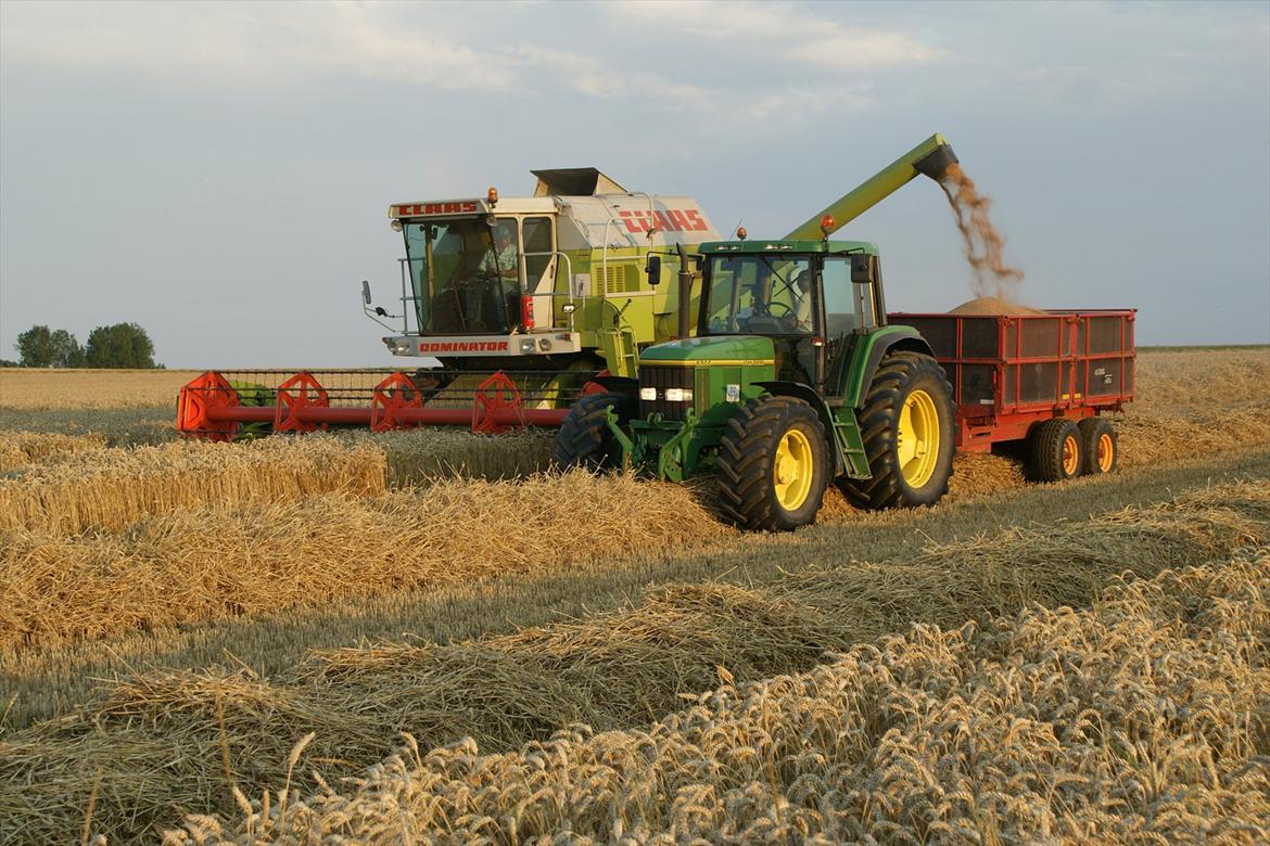 John Deere 6900 - Som gårdens eneste 40 km/t traktor kører den oftest korn fra billede 8