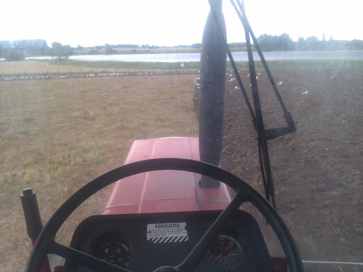 International Harvester 1056XL - ude at frase en gammel græs mark op, hvor noget af det var en sten ørken ud lige, tror jeg knækede 10-15 skær  billede 7