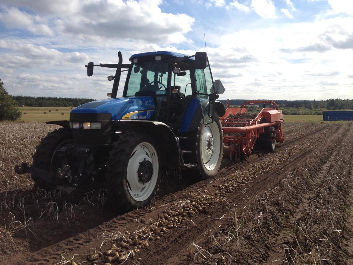 New Holland TM 155 - mit kontor under kartoffel optagningen:) billede 15