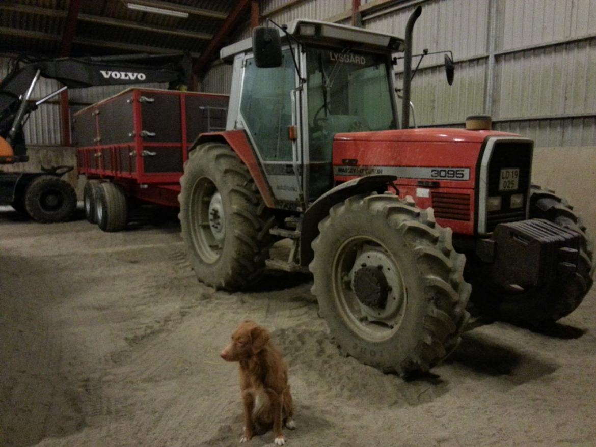 Massey Ferguson 3095 billede 1