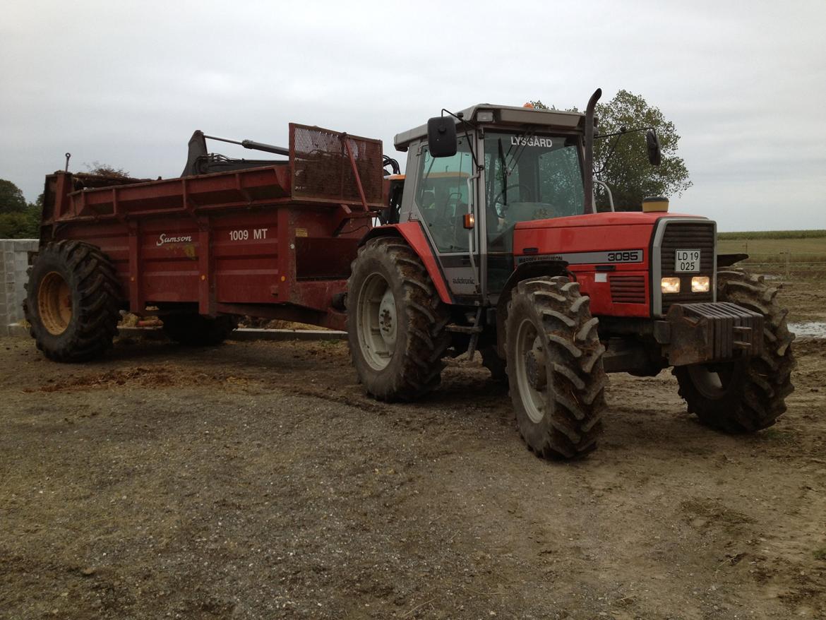 Massey Ferguson 3095 - der køres møg billede 2