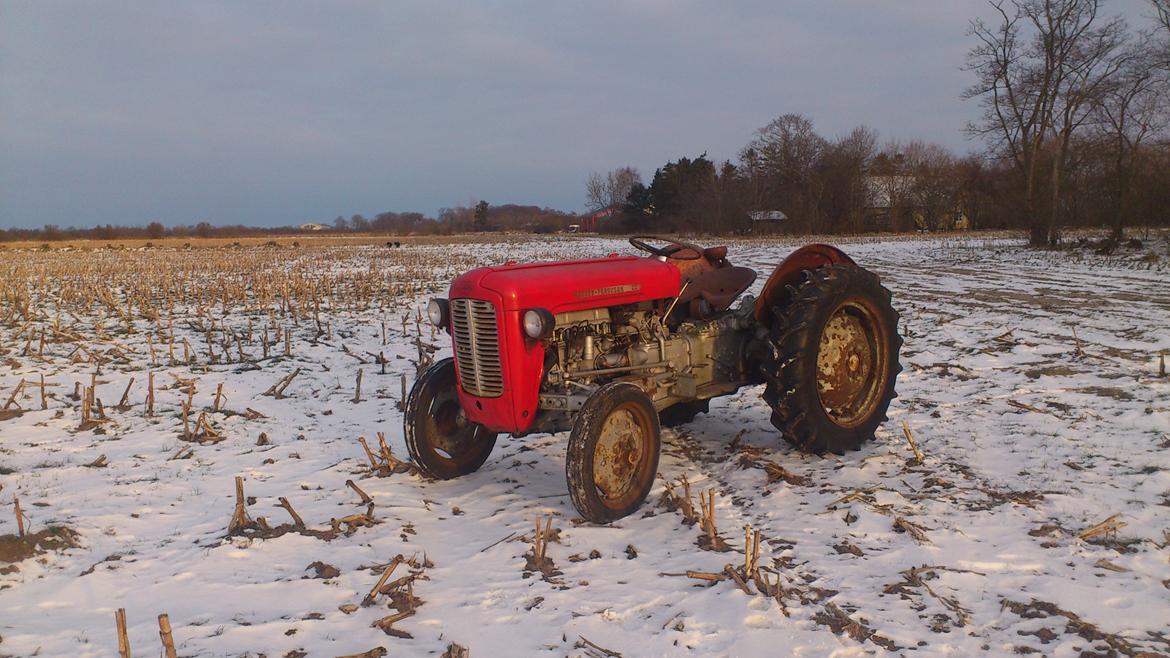 Massey Ferguson 35 benzin billede 2