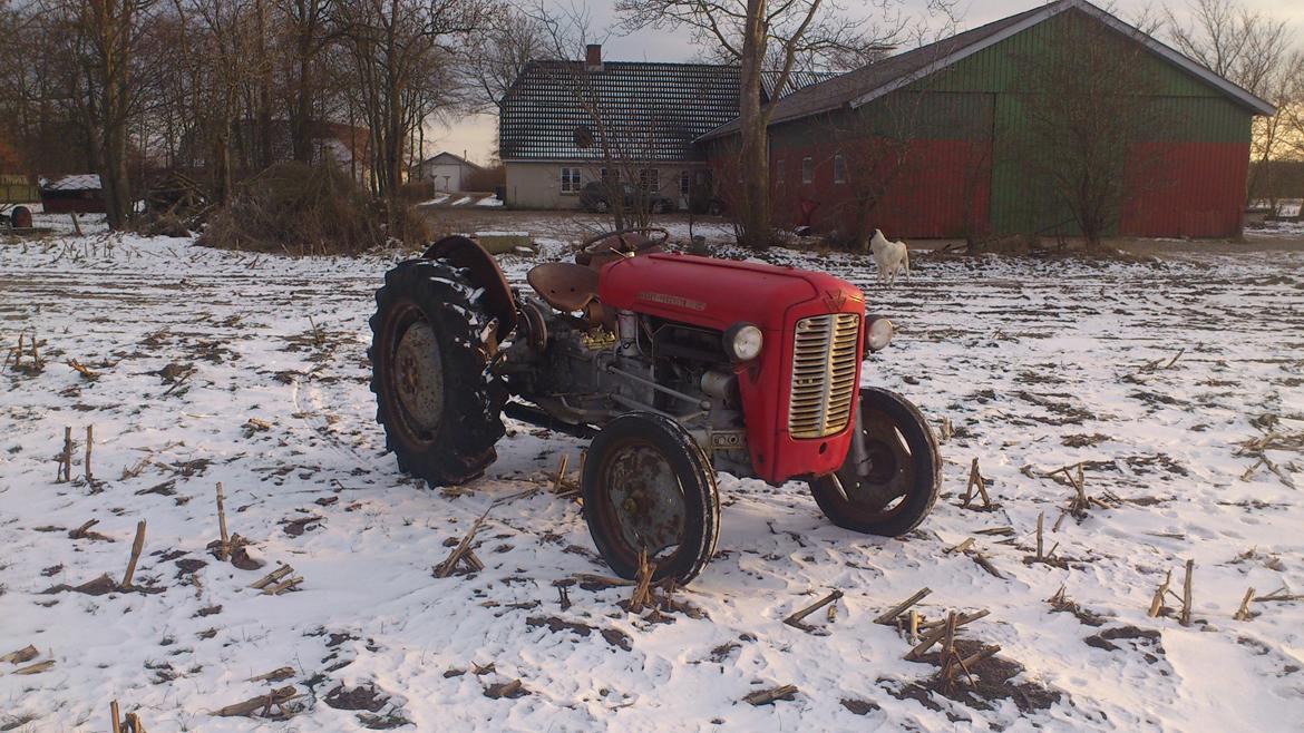 Massey Ferguson 35 benzin billede 4