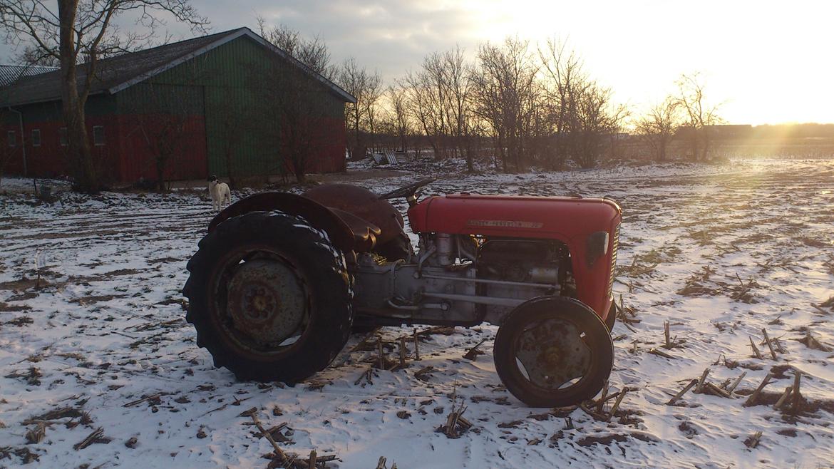 Massey Ferguson 35 benzin billede 5