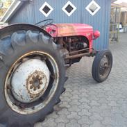 Ferguson 31