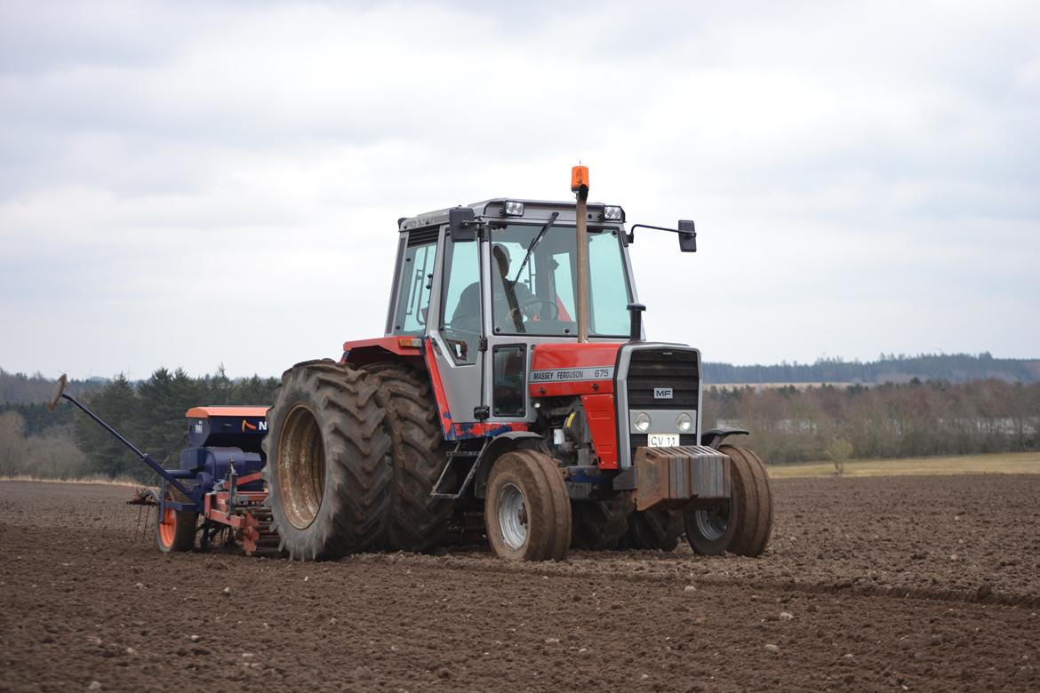 Massey Ferguson 675 - Ude at så vårbyg billede 10