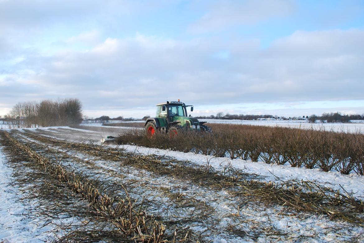 Fendt 916 favorit vario - pusning af ribs og solbær billede 2