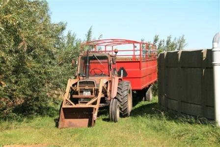 Massey Ferguson 565 - Massey Ferguson 565 med den lille grise vogn  billede 13