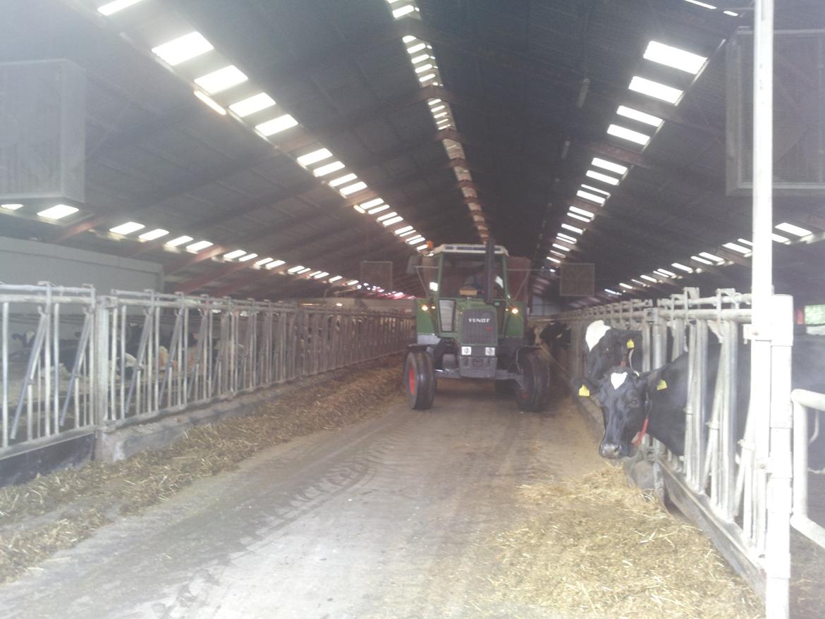 Fendt 311 - Fodring billede 5