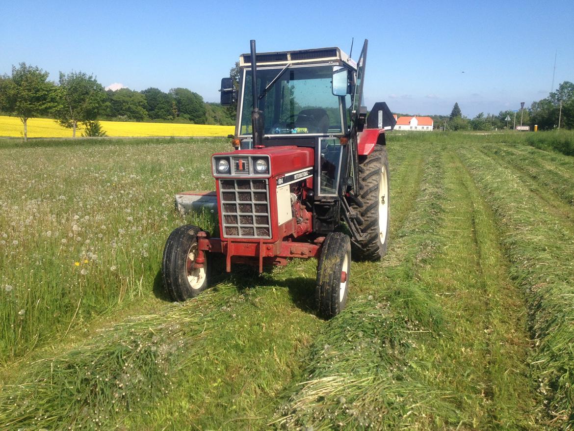 International Harvester 684 - Det første slet græs jeg tog med den :D billede 5