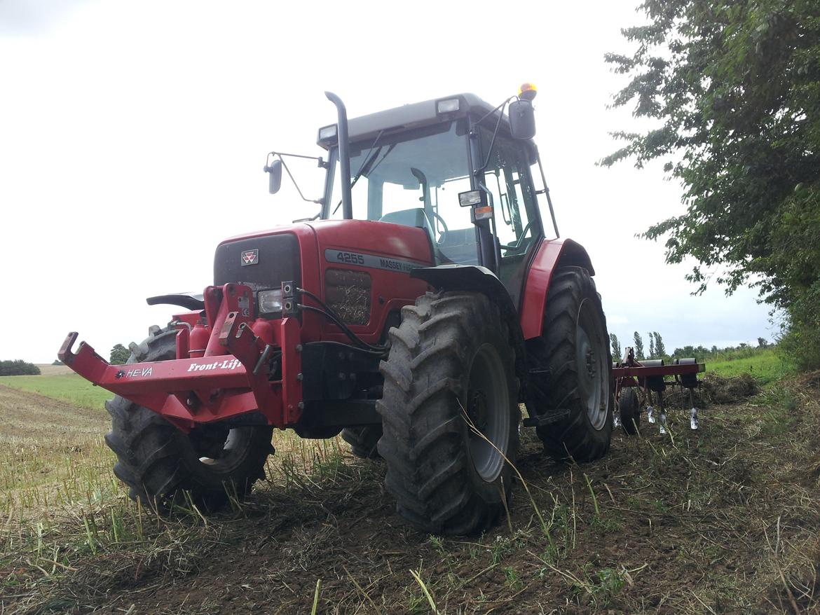 Massey Ferguson 4255 - kongkilde vibroflex stubharve billede 8