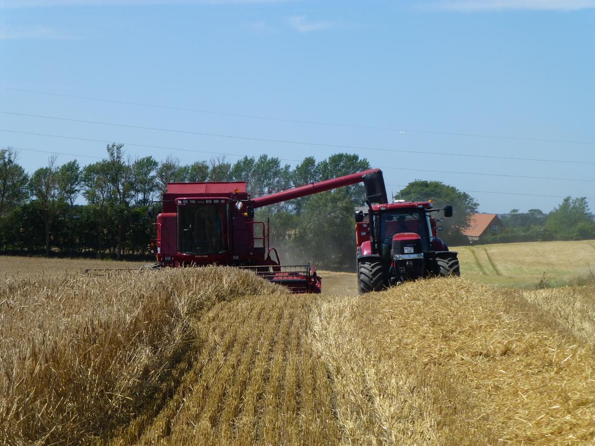 Case IH Puma cvx 230 - et dejligt billede fra høsten 2013 billede 15