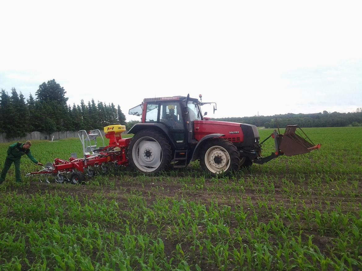 Valtra 8150 - rad rensning af majs  billede 19