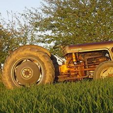 Ferguson Fe 35 guldfugl