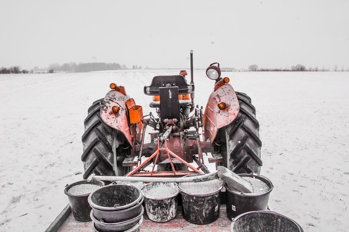 Massey Ferguson 135 billede 2