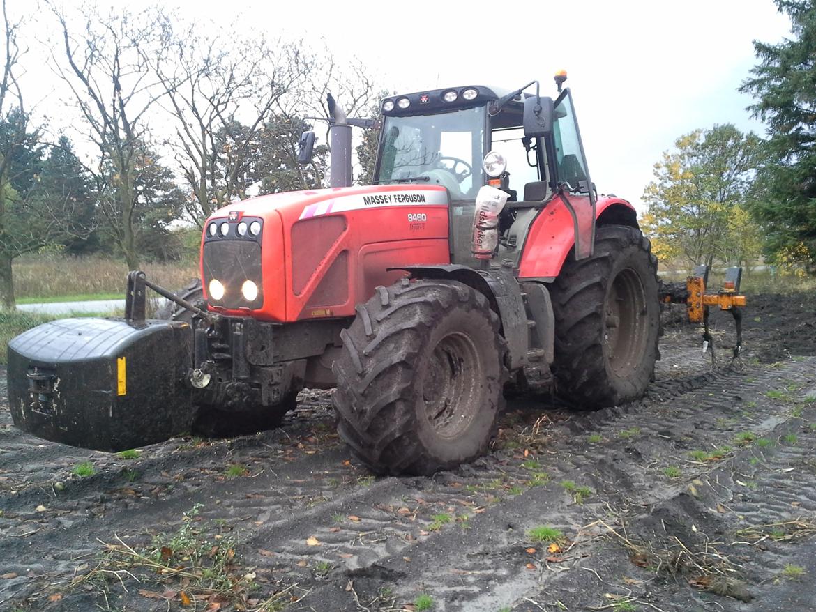 Massey Ferguson 8460 - på tur med 5 meter grubber  billede 2