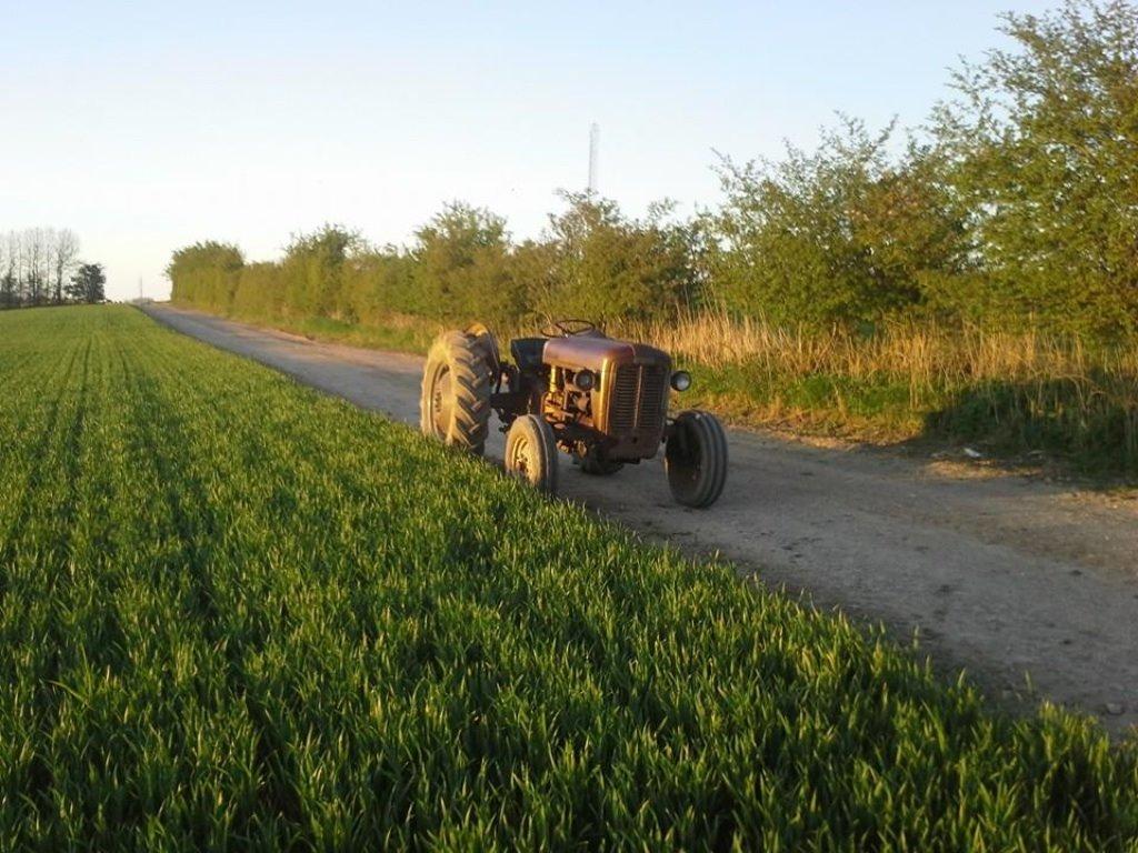 Ferguson Fe 35 guldfugl billede 1