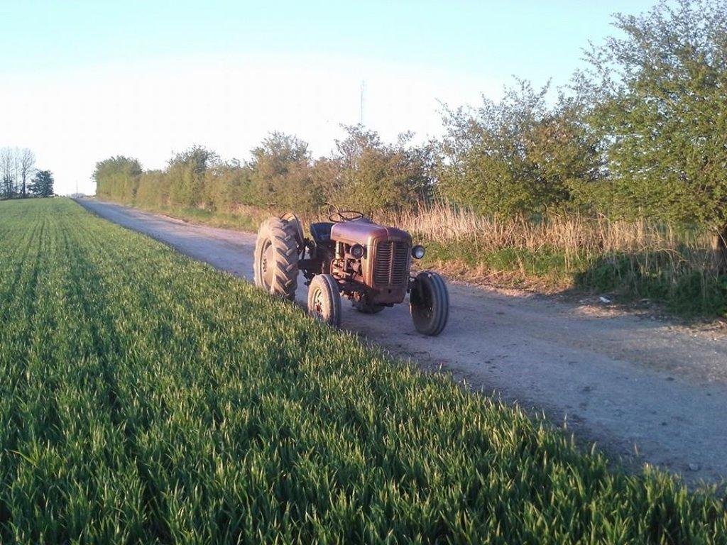 Ferguson Fe 35 guldfugl billede 2