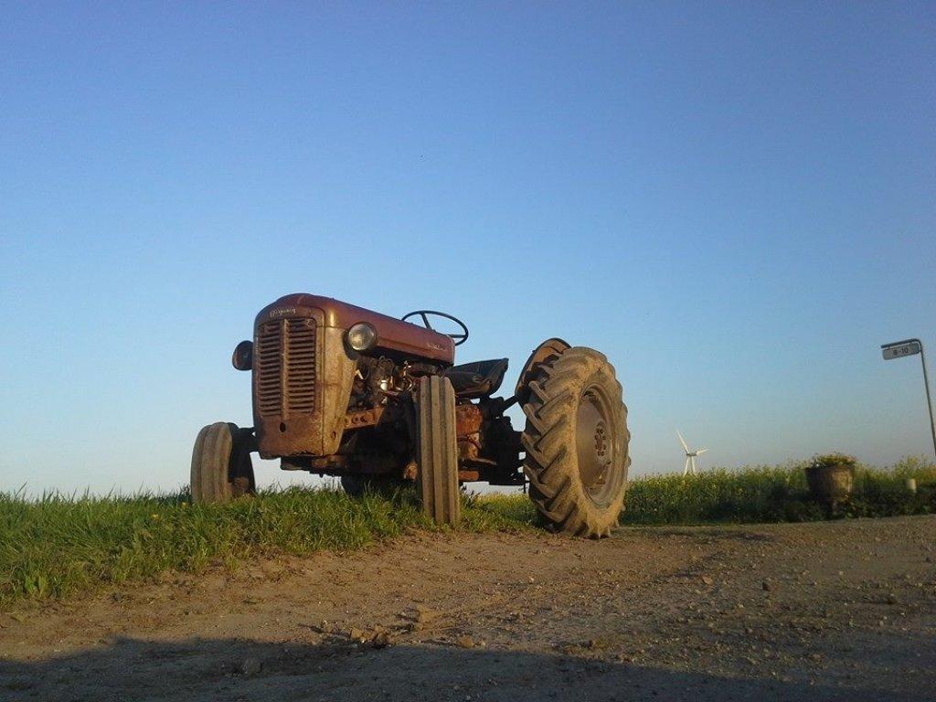 Ferguson Fe 35 guldfugl billede 5