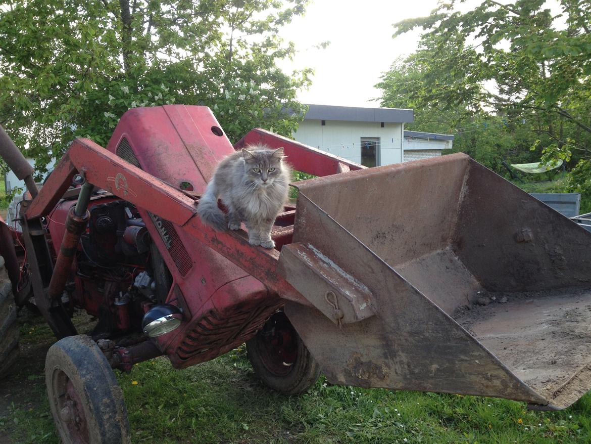 International Harvester B 275 billede 7