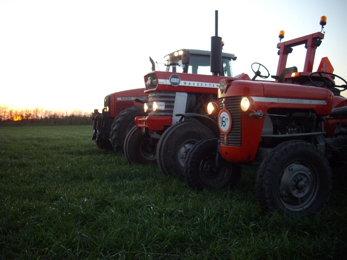 Massey Ferguson 1080 billede 10