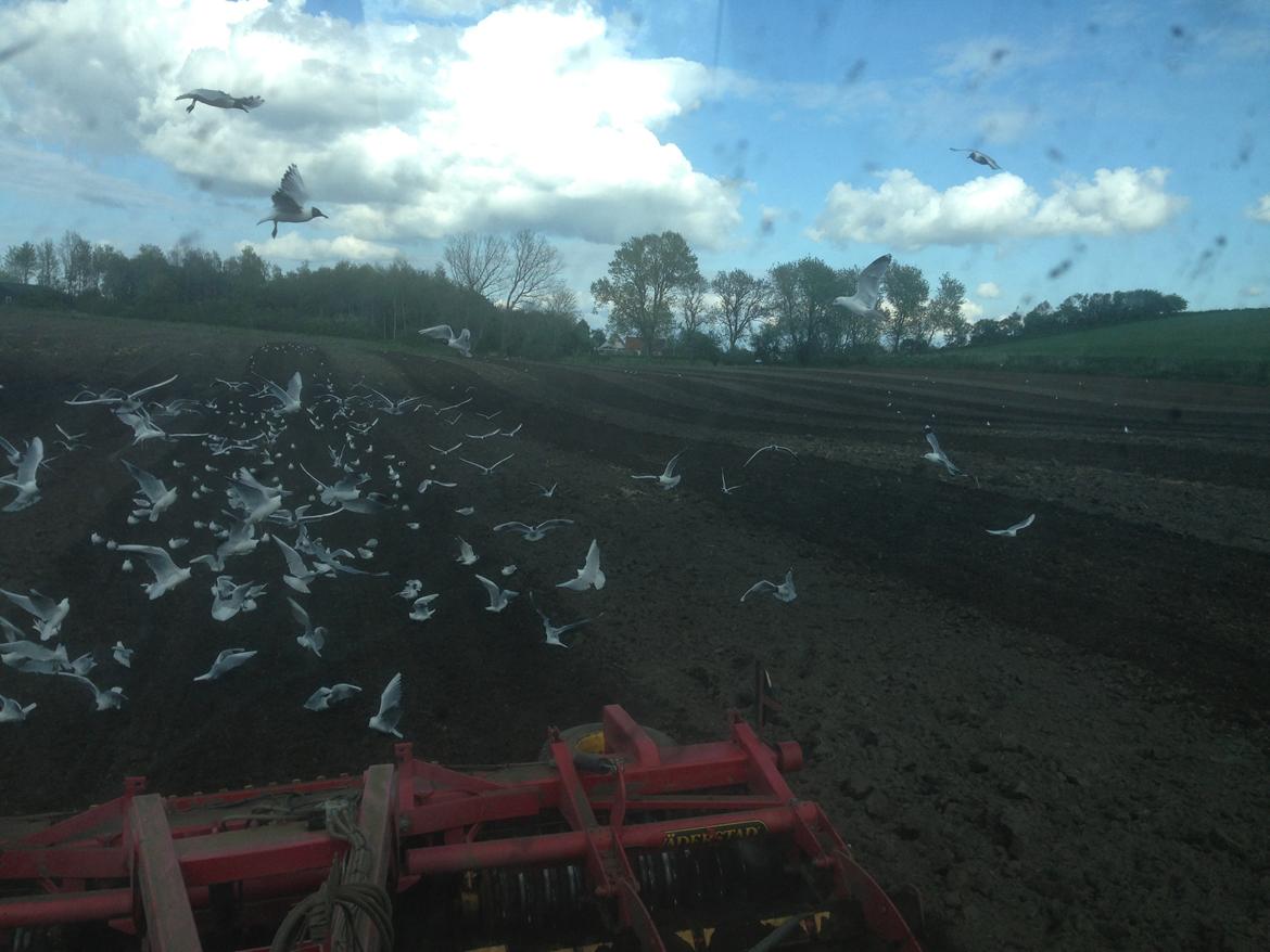 Fendt 724 vario tms profi plus - det er squ dejligt med autostyring  billede 41